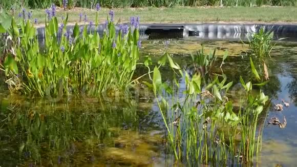 花园池塘里的水草视频的预览图