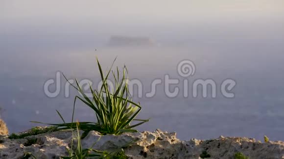 一种生长在岩石上的绿色小植物的特写把焦点移到海里的岩石上自然马耳他山脉视频的预览图
