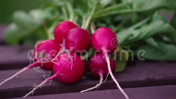 夏天收获了红萝卜种植有机蔬菜深色木板上的一大串生的新鲜多汁的花园萝卜视频的预览图