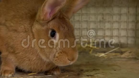 把可爱的棕色兔子关在笼子里视频的预览图