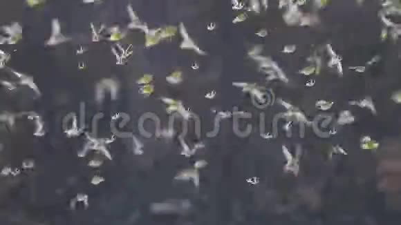 一群彩鸟在田野上飞来飞去视频的预览图