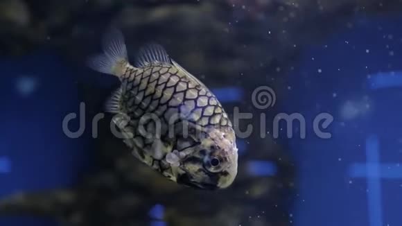 海洋生物的水下世界视频的预览图