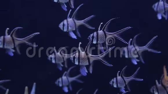 海洋生物的水下世界视频的预览图