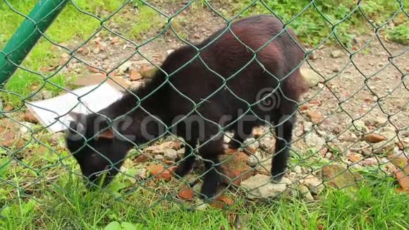 黑色和红色的小山羊在篱笆后面吃草吃草视频的预览图