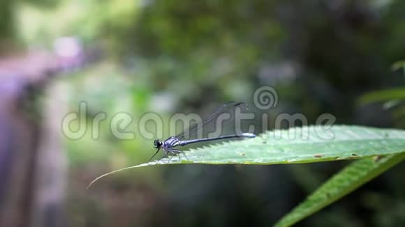 蓝尾的慢动作伊什努拉线虫拍打翅膀视频的预览图