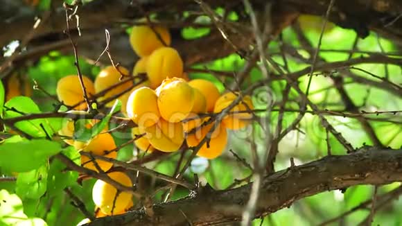 成熟的杏树靠近树枝视频的预览图