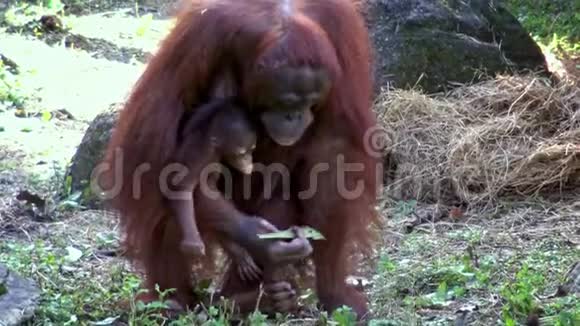 母亲和幼用手在森林里吃一些草视频的预览图
