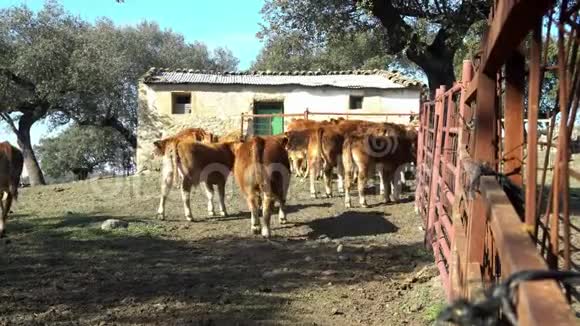 4K在西班牙农业农场放牧的奶牛西班牙牛吃草视频的预览图