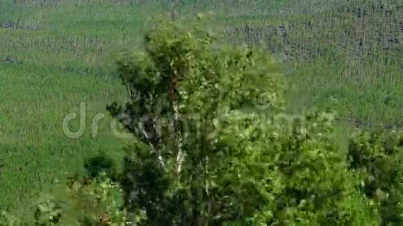 树顶在风中摇曳库存录像茂密的绿色森林背景下强烈的狂风吹拂着桦树的树冠视频的预览图