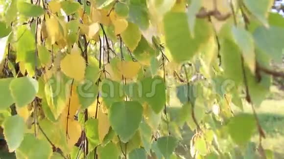 黄桦叶在风中摇曳秋日晴日视频的预览图