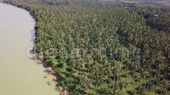 泰国热带河流对椰树种植的鸟瞰图视频的预览图