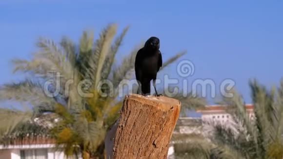 埃及乌鸦坐在酒店和棕榈树的背景上的树枝上慢动作视频的预览图