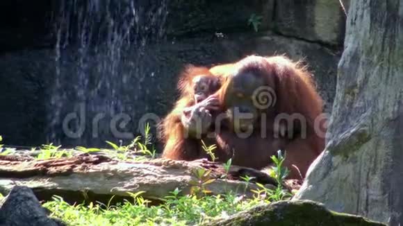 母亲和幼用手在森林里吃一些草视频的预览图