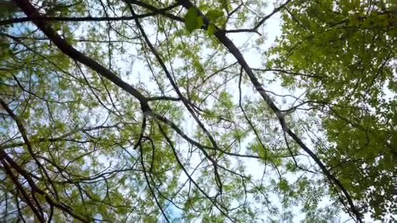 春天的林冠阳光透过绿色的树枝轻轻地照耀着孤寂宁静的景象自然的概念视频的预览图
