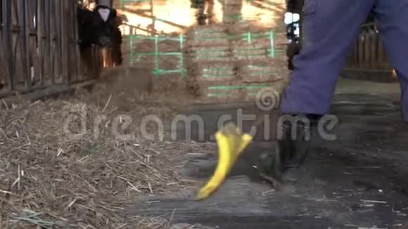 奶农在打扫马厩而奶牛在吃东西工人穿胶靴视频的预览图