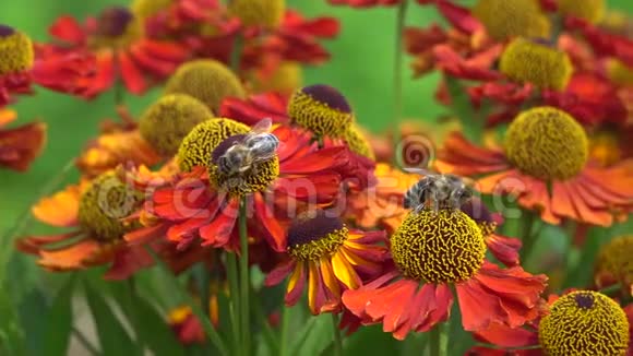 蜜蜂在收集花蜜的橙花上视频的预览图