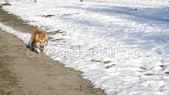 在阳光明媚的冬日科吉蓬松地在雪地上奔跑视频的预览图