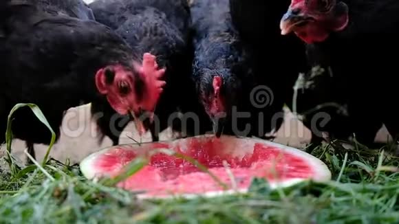 鸡在农场啄西瓜黑鸟在户外吃浆果动作缓慢视频的预览图