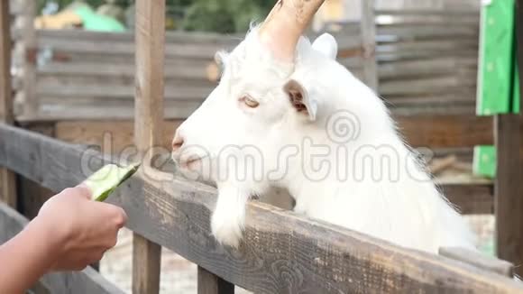 白山羊一只手不肯在农场吃胡萝卜视频的预览图