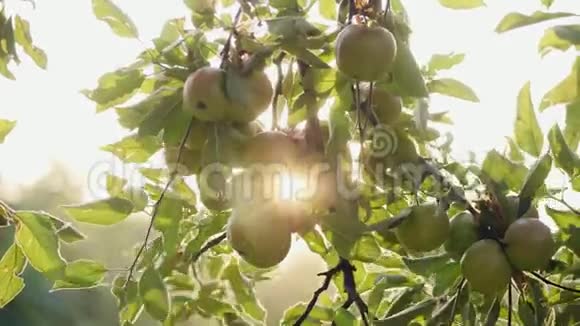 从树上摘青苹果的女孩视频的预览图