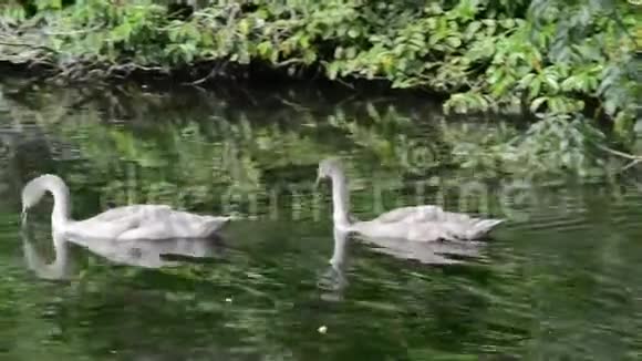 公共公园湖边3只天鹅视频的预览图