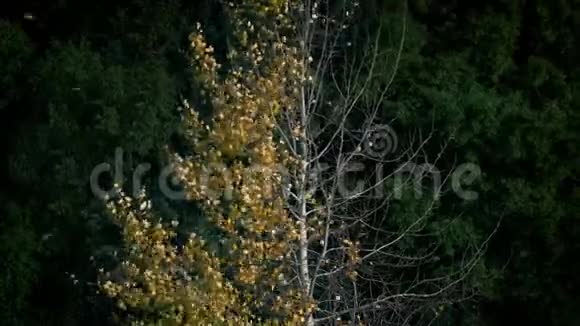 秋天金色的树叶吹落半棵裸树视频的预览图