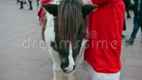 圣诞仙女白色和棕色小马的全景视频的预览图