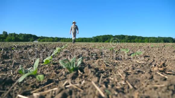 阳光明媚的夏日年轻的男性农民在田野上穿过向日葵的小绿芽视频的预览图