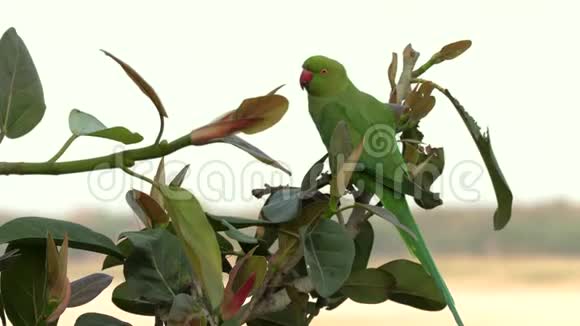 维尔德绿鹦鹉玫瑰旋转鹦鹉印度瓦拉纳西的PsittaculaKrameri4K录像视频的预览图