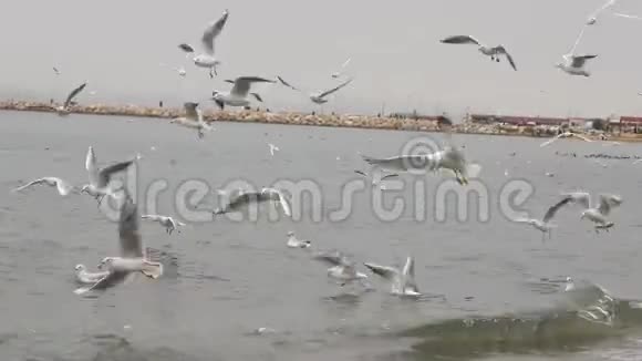 土耳其伊斯坦布尔附近海面上的海鸥视频的预览图