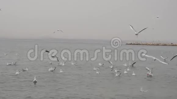 土耳其伊斯坦布尔附近海面上的海鸥视频的预览图