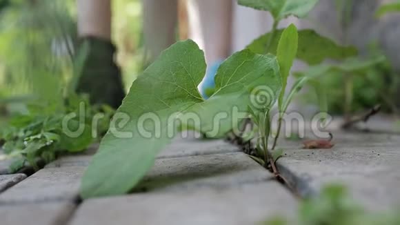 草坪修剪园丁正在工作用手套撕草园艺绿化草地护理视频的预览图