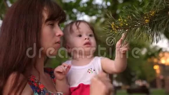 婴儿坐在母亲的怀里看着松树上的针视频的预览图
