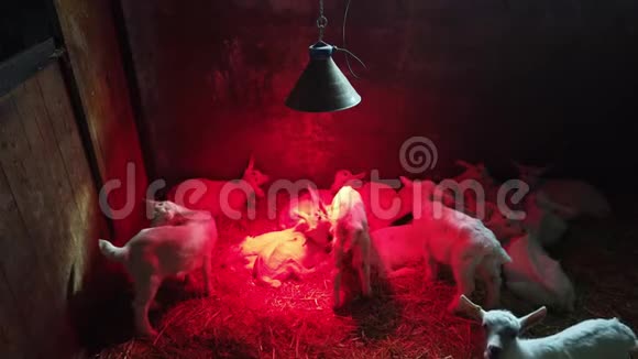 一组新生羔羊用红外线灯在盒子里加热纯白上的红光小羊互相舔视频的预览图