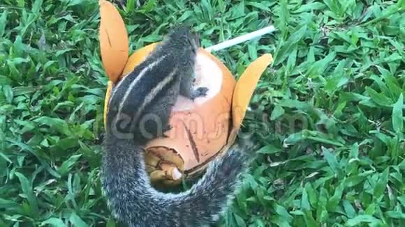 一只棕榈树松鼠吃椰子视频的预览图
