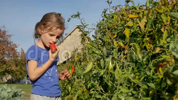 一个漂亮的卷发女孩在花园里吃西红柿把它从树枝上撕下来有机农业快乐的童年视频的预览图