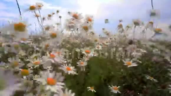 田野里的雏菊随风摇摆美丽的夏日晴天所有在白色雏菊中的田野视频的预览图