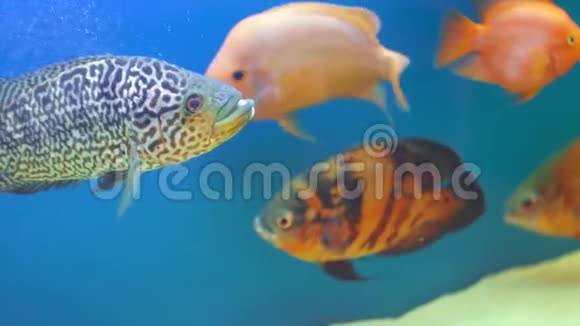 不同大小的美丽鱼类在水族馆游泳视频的预览图