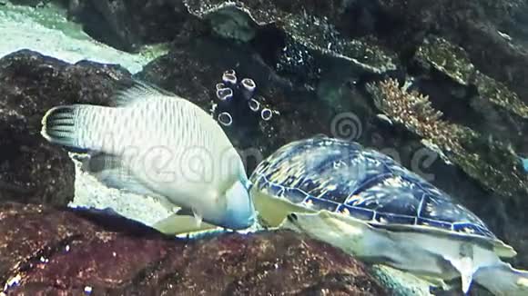 海洋水族馆充满热带鱼类和植物喂海龟视频的预览图
