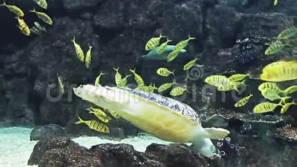 海洋水族馆充满热带鱼类和植物喂海龟视频的预览图
