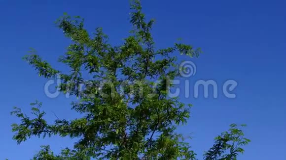 夏天的蝗虫树视频的预览图