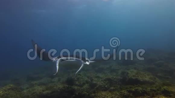 优雅平静的曼塔雷游泳关闭头顶蓝水和日光海面视频的预览图