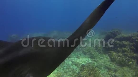 优雅的豹鲨和和平的曼塔雷平静的雷和斑马鲨在蓝海视频的预览图