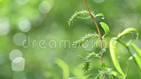 把中国柳树的枝干紧贴在绿色上视频的预览图