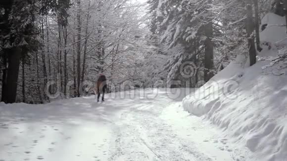 一个徒步旅行者在美丽的白雪覆盖的冬林中缓慢地走在镜头前视频的预览图