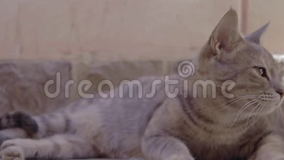 埃及猫毛美丽的眼睛看着摄像机视频的预览图