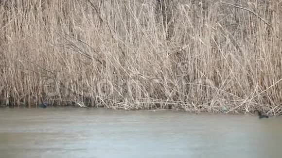 野鸭在芦苇旁边的水面上游泳视频的预览图