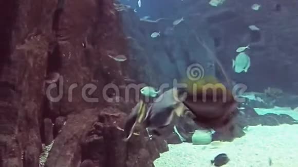 海洋水族馆充满热带鱼类和植物在岩石中发现蜂窝鳗鱼视频的预览图