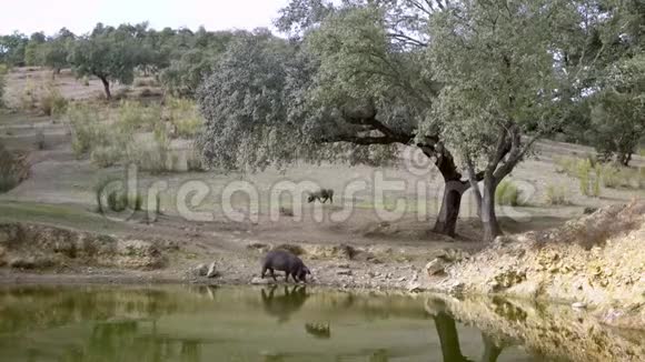 4K黑伊比利亚猪通过田间的橡树饮水河视频的预览图
