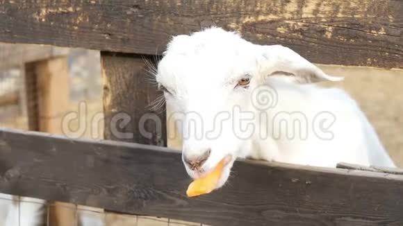 笔中无角品种的白山羊吃胡萝卜的山羊鼻子特写农业和牲畜视频的预览图